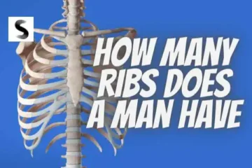 How Many Ribs Does a Man Have